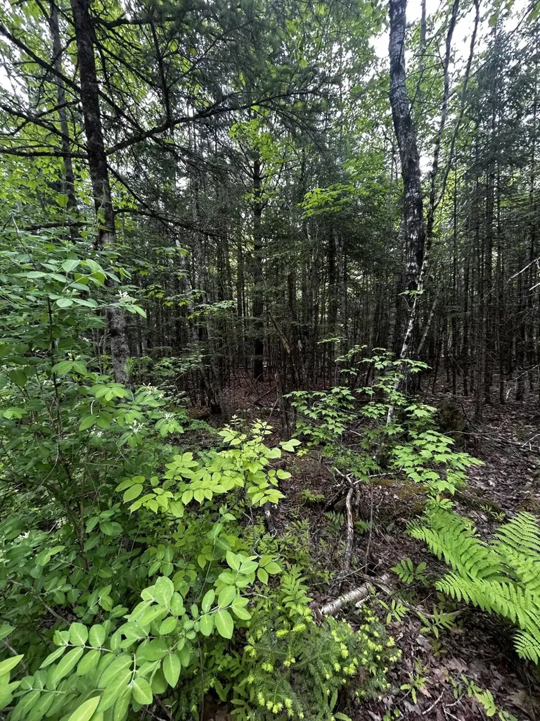 Lot 9-2 Lilly Drive Newport ME 04953