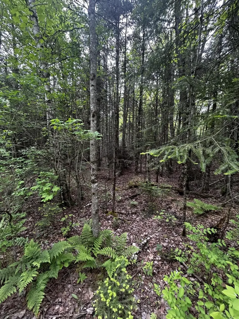 Lot 9-2 Lilly Drive Newport ME 04953
