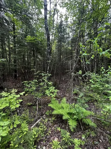 Lot 9-2 Lilly Drive Newport ME 04953