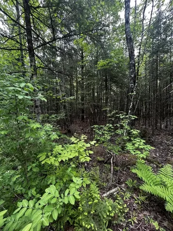 Lot 9-2 Lilly Drive Newport ME 04953