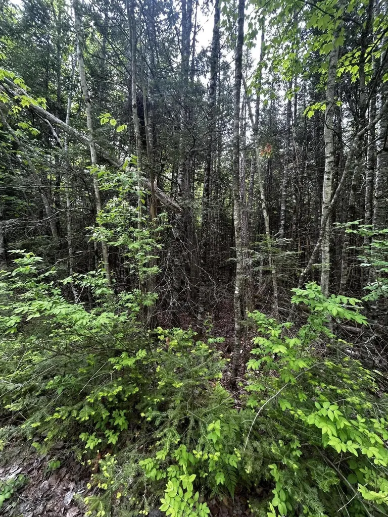 Lot 9-3 Lilly Drive Newport ME 04953