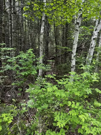 Lot 9-3 Lilly Drive Newport ME 04953
