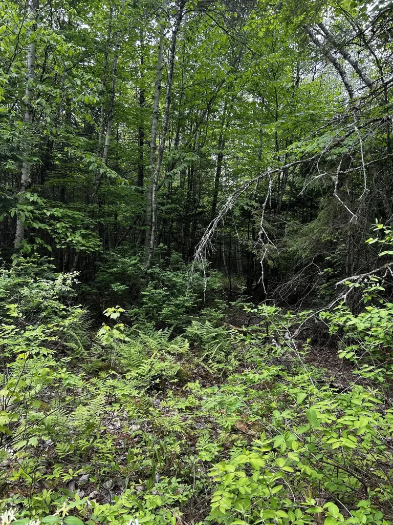 Lot 9-4 Lilly Drive Newport ME 04953