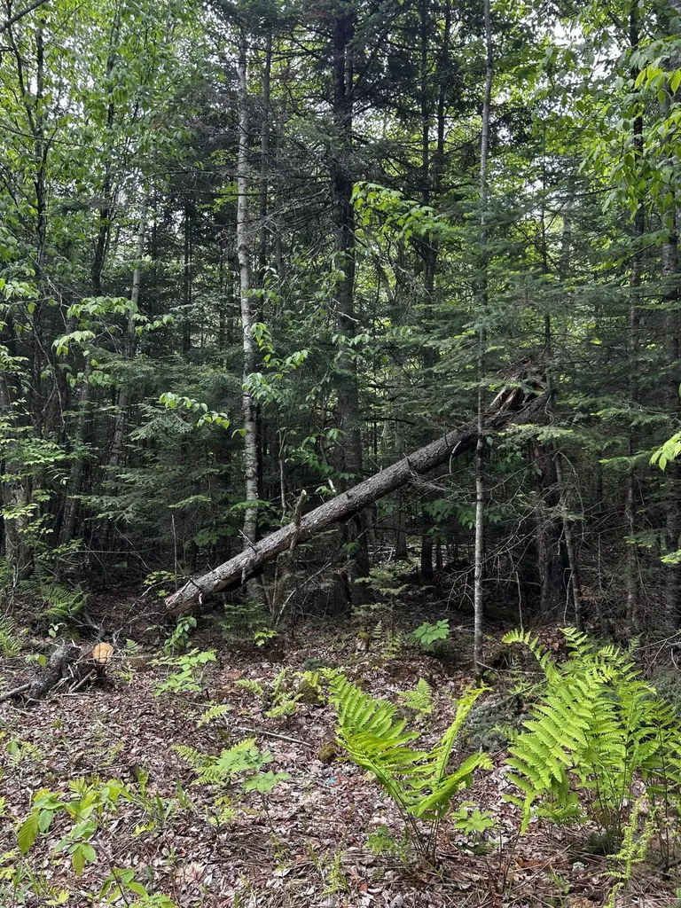 Lot 9-4 Lilly Drive Newport ME 04953