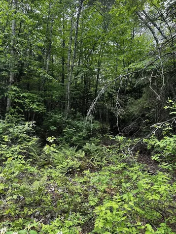 Lot 9-4 Lilly Drive Newport ME 04953