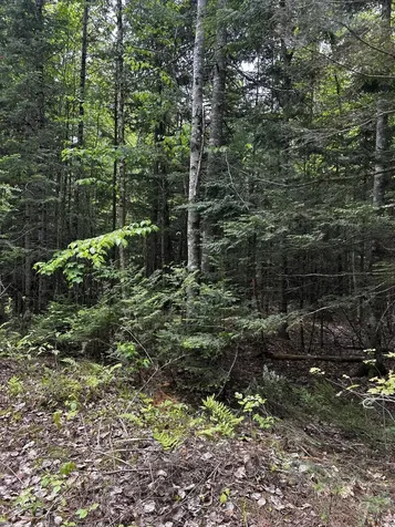 Lot 9-4 Lilly Drive Newport ME 04953
