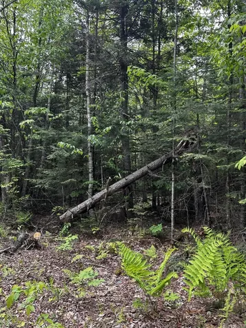 Lot 9-4 Lilly Drive Newport ME 04953