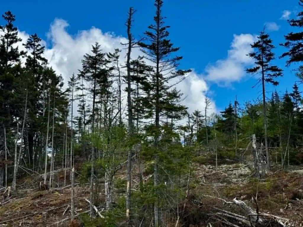 Lot 49 Port Road Machiasport ME 04655