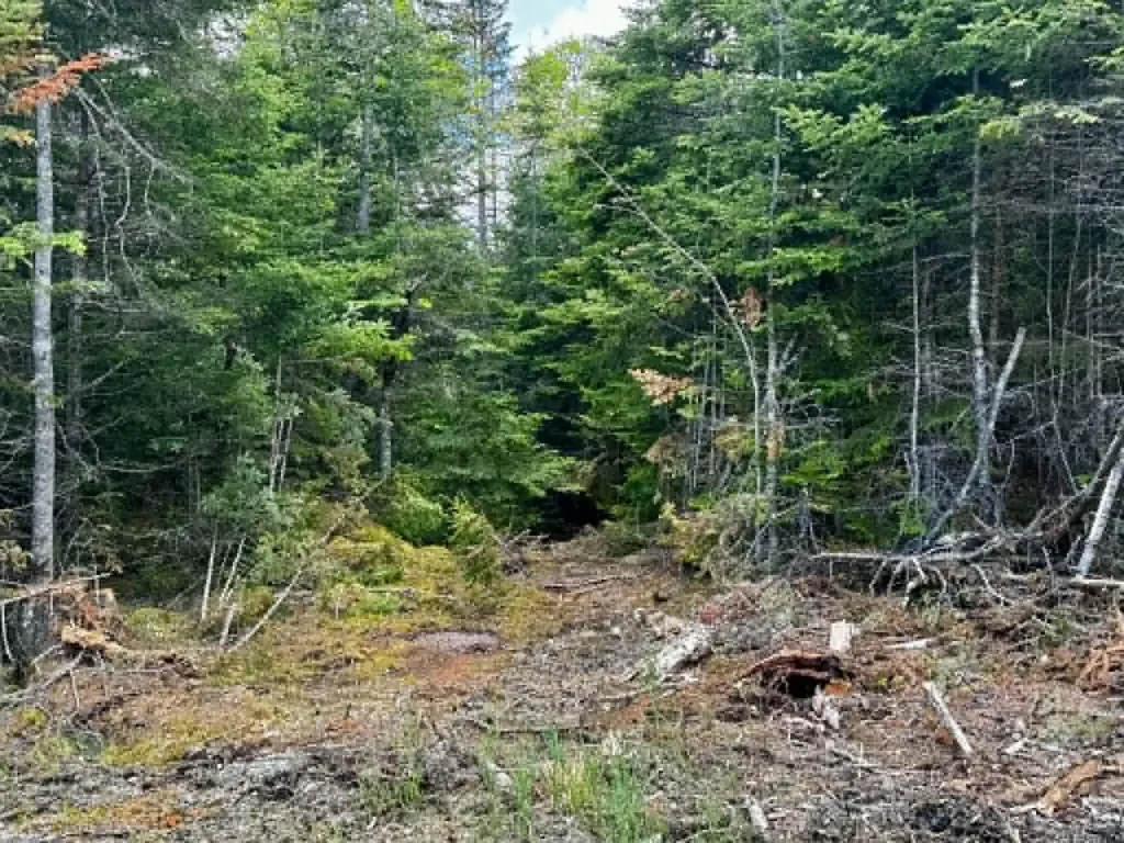 Lot 49 Port Road Machiasport ME 04655