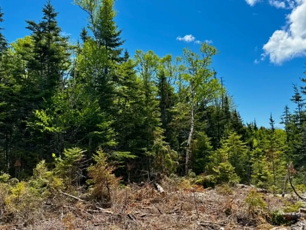 Lot 49 Port Road Machiasport ME 04655