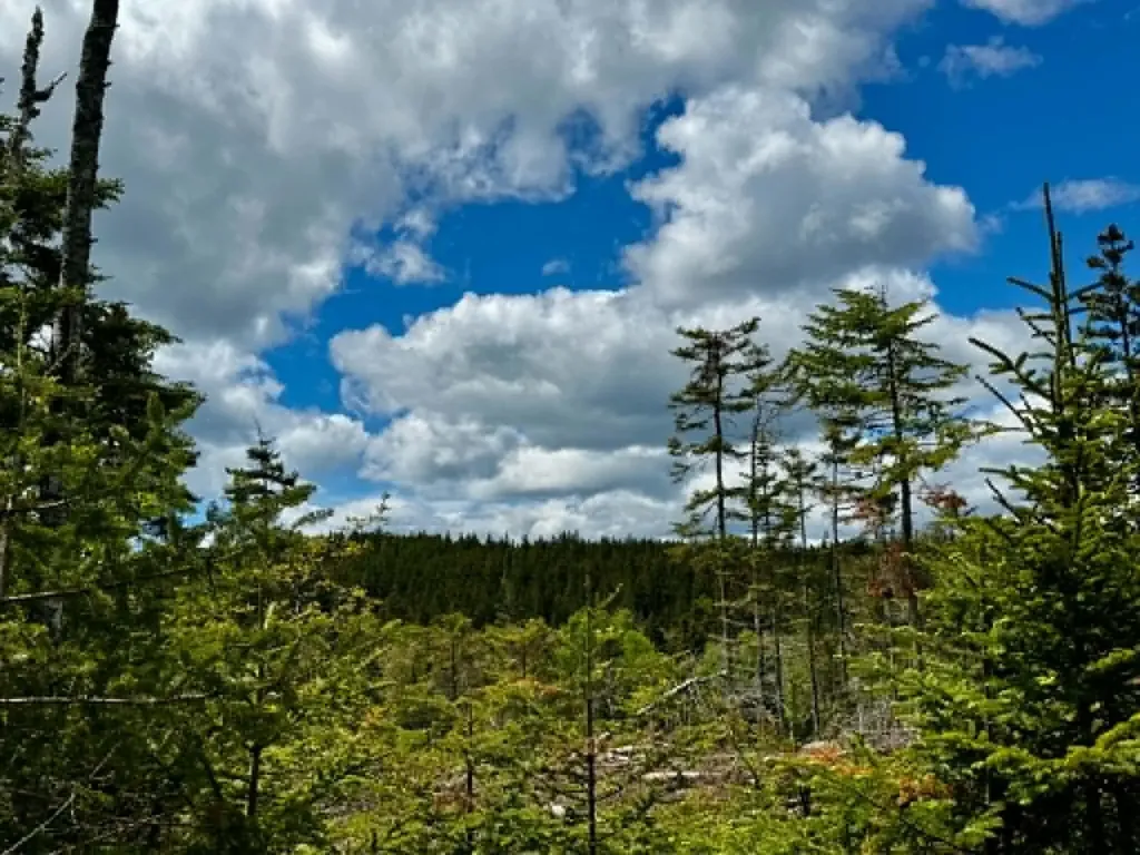 Lot 49 Port Road Machiasport ME 04655