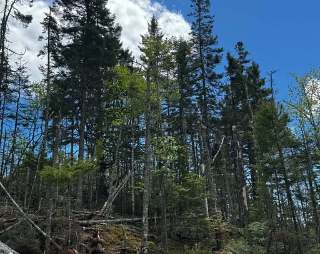 Lot 49 Port Road Machiasport ME 04655