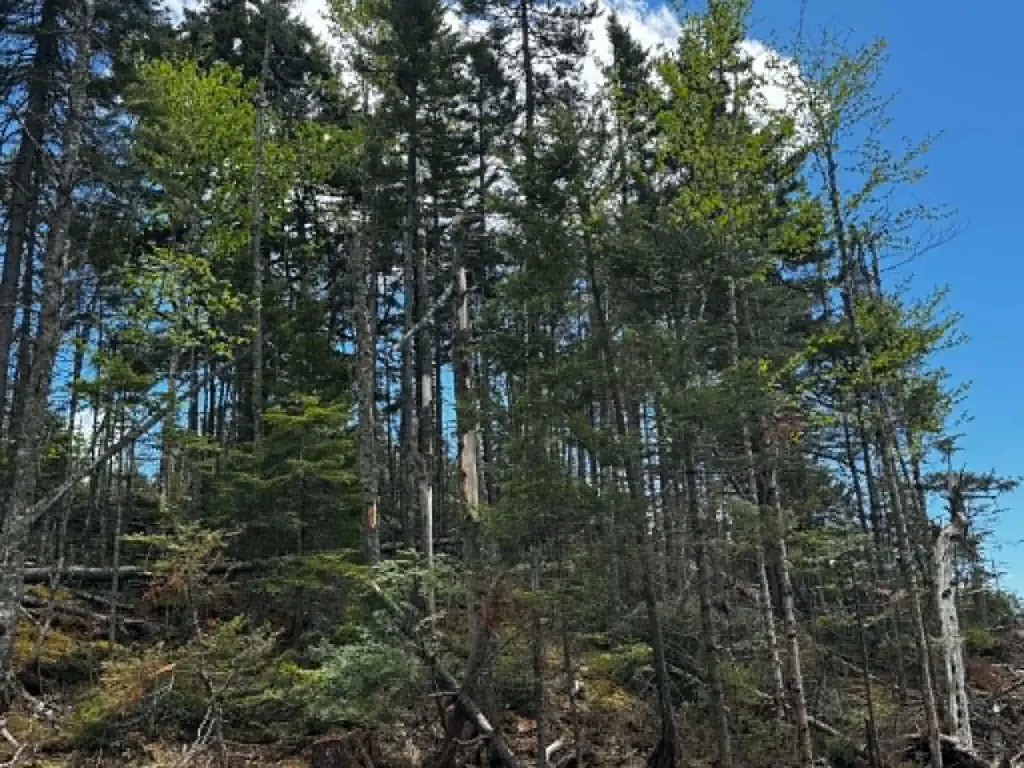 Lot 49 Port Road Machiasport ME 04655