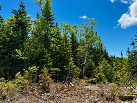 Lot 49 Port Road Machiasport ME 04655