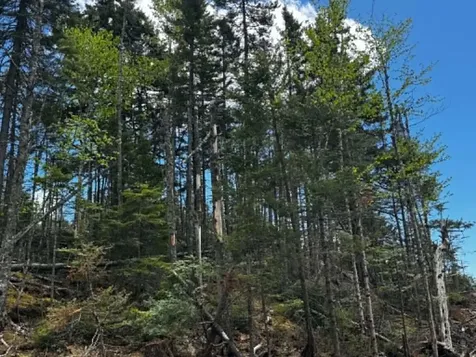 Lot 49 Port Road Machiasport ME 04655