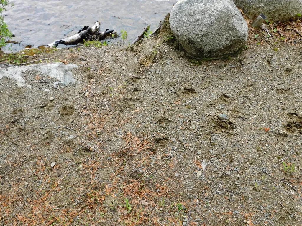 35 Black Cat Point Drive Princeton ME 04668