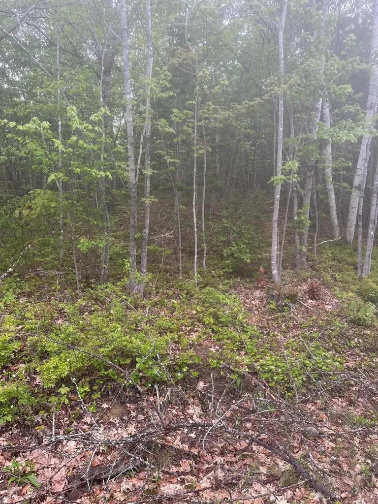 Lot 3 Morse District Road Steuben ME 04680