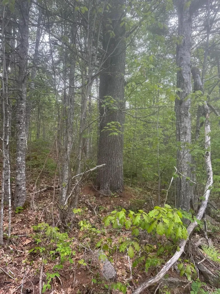 Lot 3 Morse District Road Steuben ME 04680