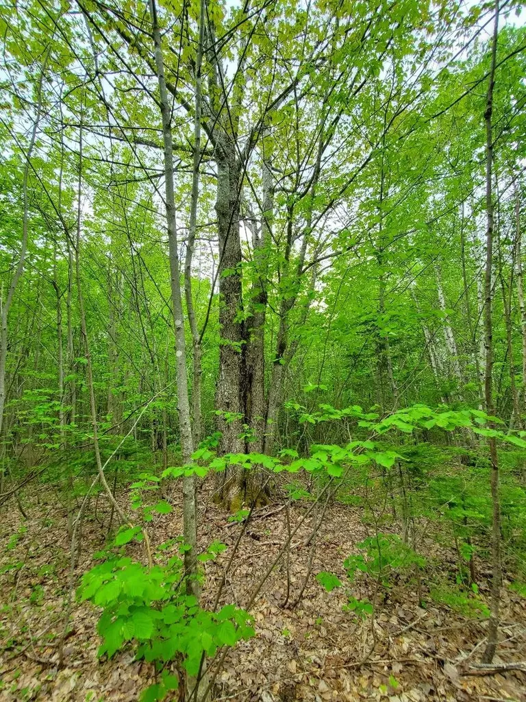 77 South Princeton Road Alexander ME 04694