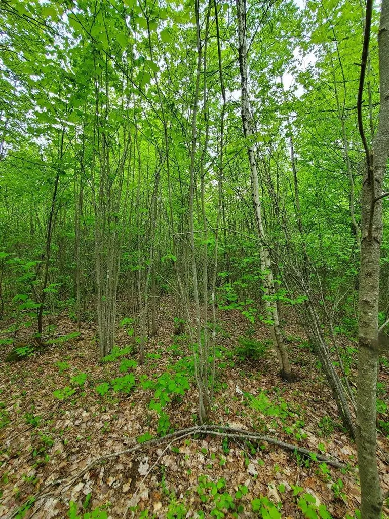 77 South Princeton Road Alexander ME 04694
