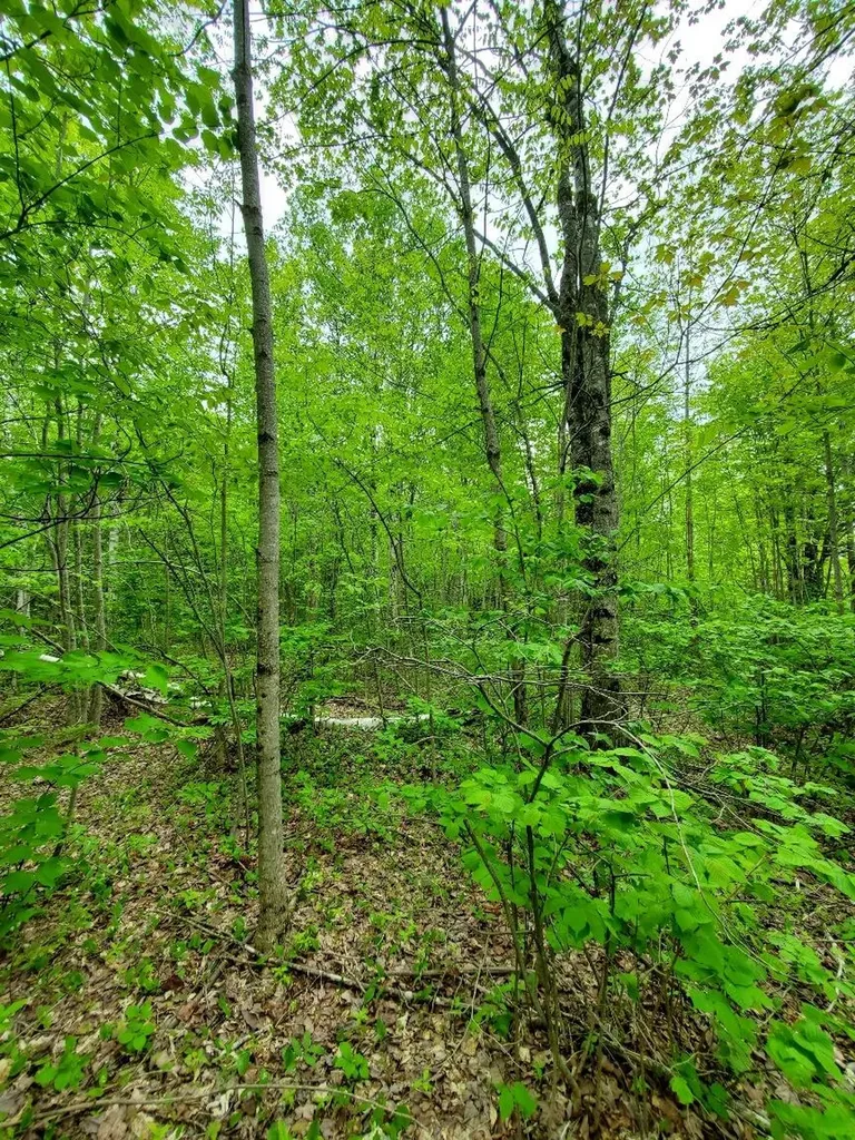 77 South Princeton Road Alexander ME 04694