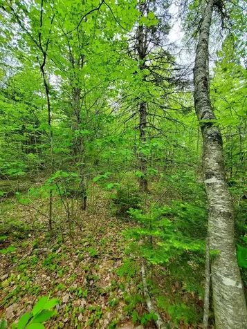 77 South Princeton Road Alexander ME 04694