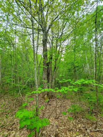 77 South Princeton Road Alexander ME 04694