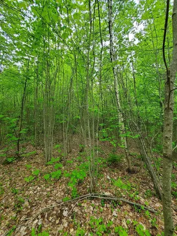 77 South Princeton Road Alexander ME 04694