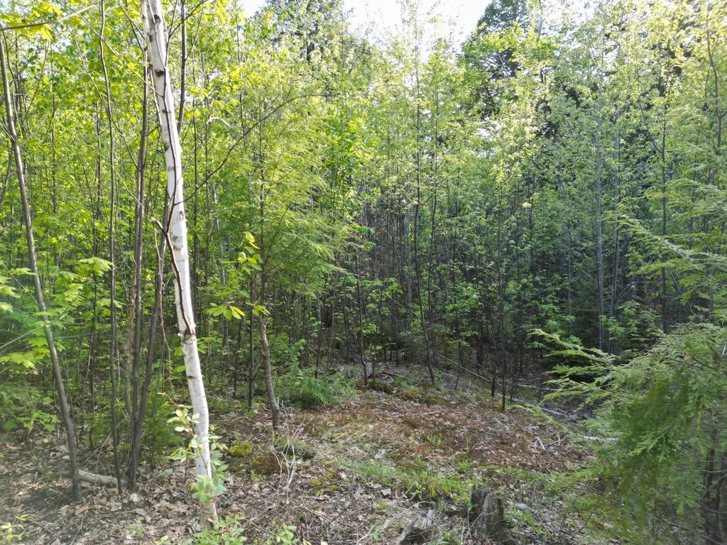 Lot 41-1 Bottle Lake Road Lakeville ME 04487