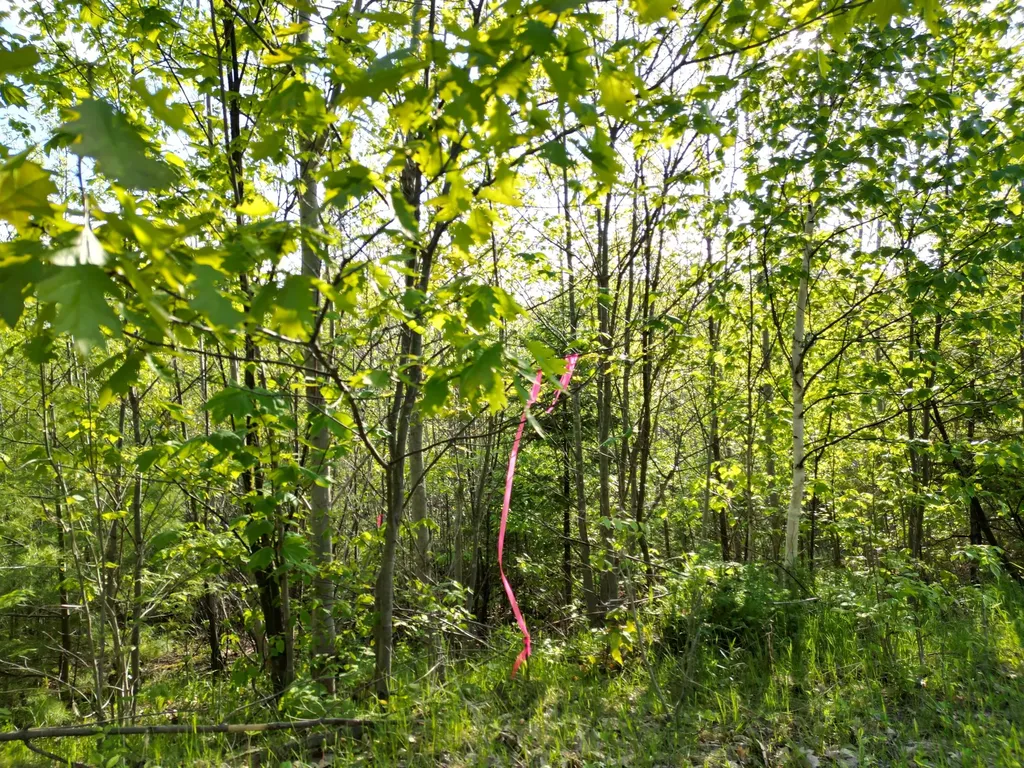 Lot 41-1 Bottle Lake Road Lakeville ME 04487
