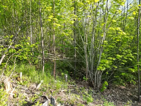 Lot 41-1 Bottle Lake Road Lakeville ME 04487