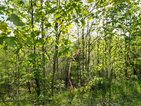 Lot 41-1 Bottle Lake Road Lakeville ME 04487