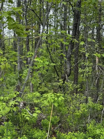 00 Leavitt Lane Palmyra ME 04965