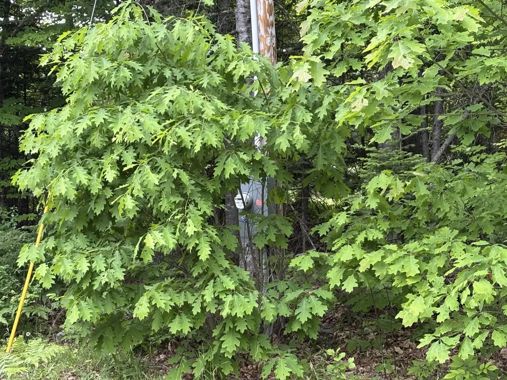 22 Monument Road Abbot ME 04406