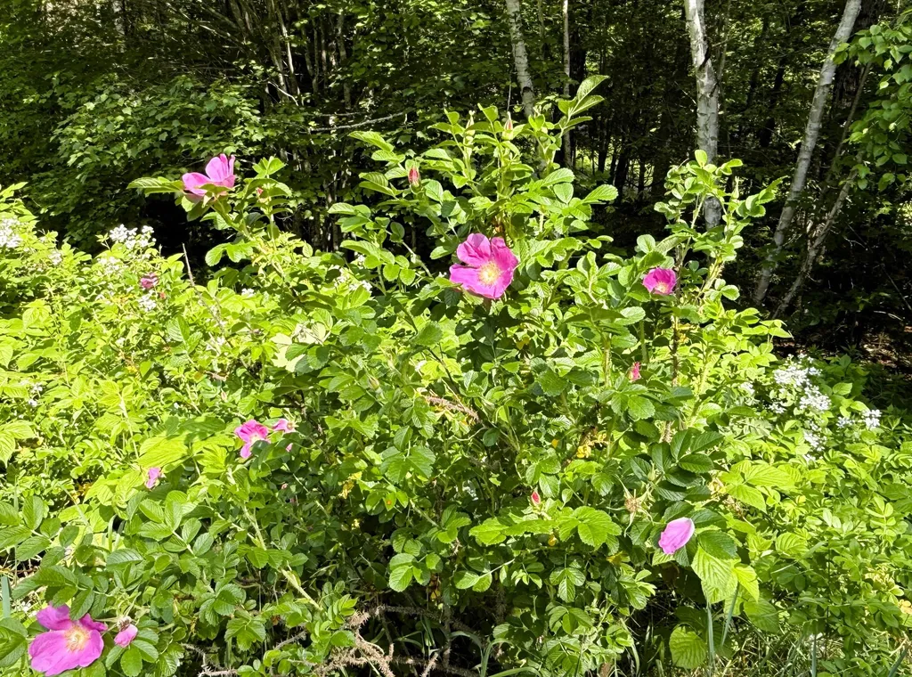 353 Controversy Lane Waldoboro ME 04572