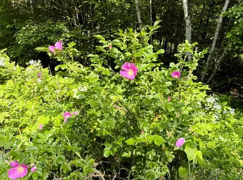 353 Controversy Lane Waldoboro ME 04572
