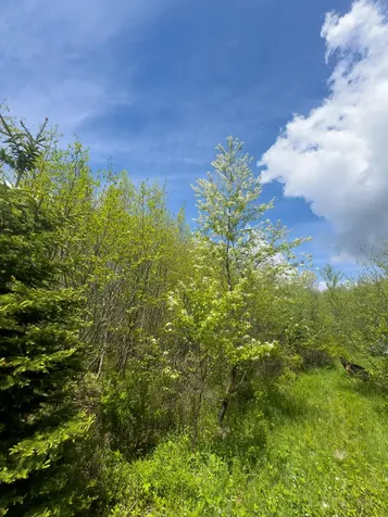 Lot 4 E Ridge Road Cooper ME 04657