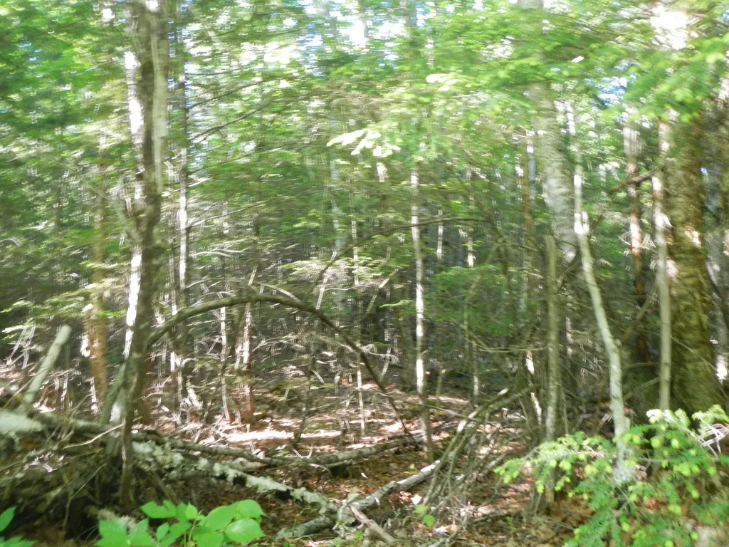 02-09-00-0 Upper Dobsis Road Lakeville ME 04487