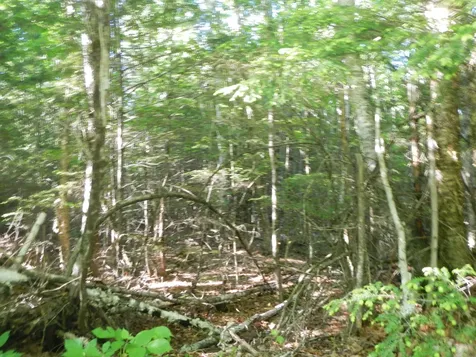02-09-00-0 Upper Dobsis Road Lakeville ME 04487
