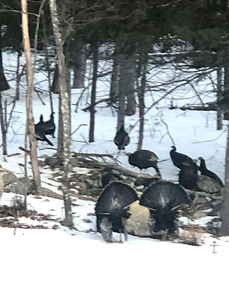 12 Gleason Farm Road Oakland ME 04963