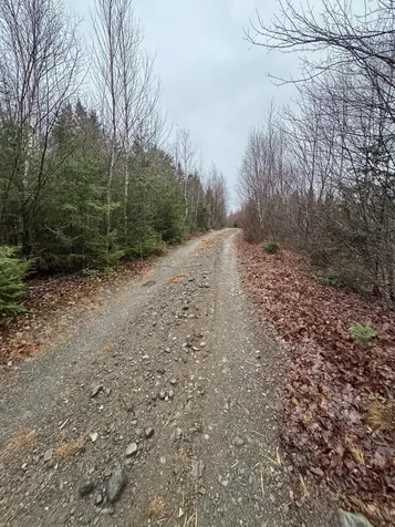 Lot 27 Lively Brook Acres Whiting ME 04691
