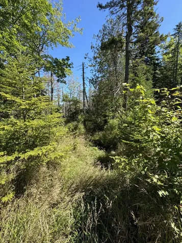 Lot 27 Lively Brook Acres Whiting ME 04691