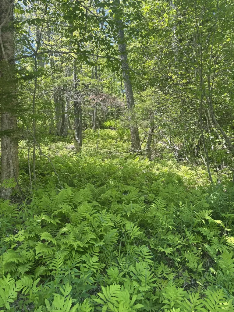 954 Cape Rosier Road Brooksville ME 04642
