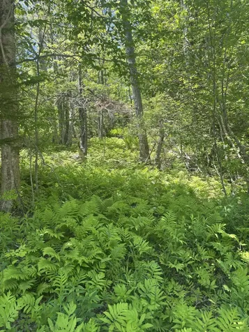 954 Cape Rosier Road Brooksville ME 04642