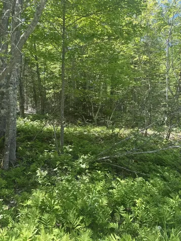 954 Cape Rosier Road Brooksville ME 04642