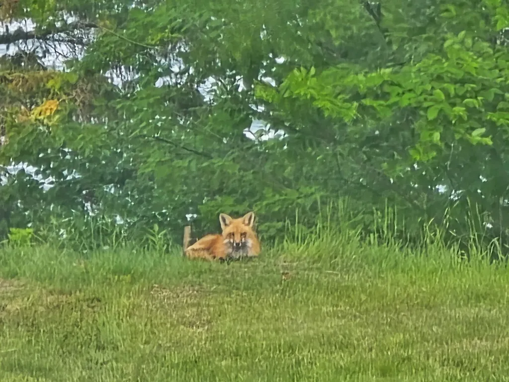 28 Fox Run Lamoine ME 04605