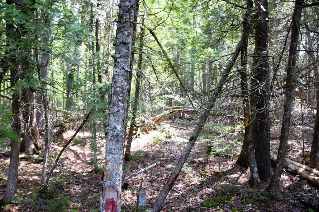 MS03L17.3 Carry Pond Road Carrying Place Twp ME 04961