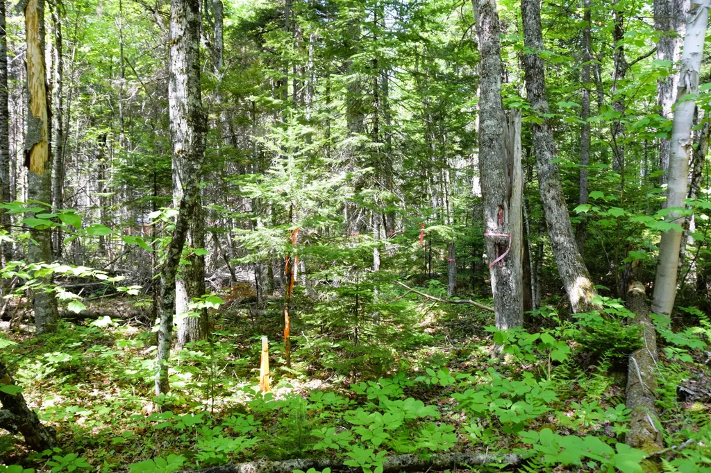 MS03L17.3 Carry Pond Road Carrying Place Twp ME 04961