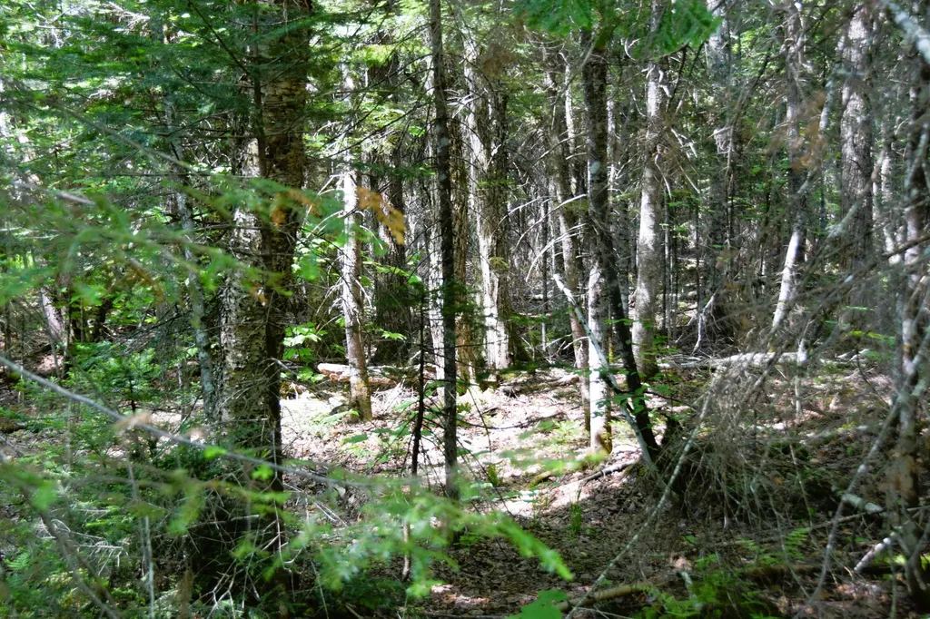 MS03L17.3 Carry Pond Road Carrying Place Twp ME 04961