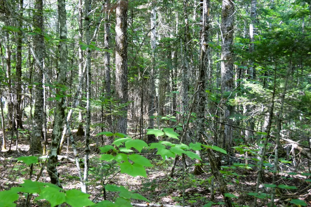 MS03L17.3 Carry Pond Road Carrying Place Twp ME 04961